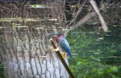 Green Heron Stock Photos
