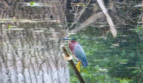 Green Heron Stock Photos