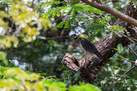 Green heron Stock Photos