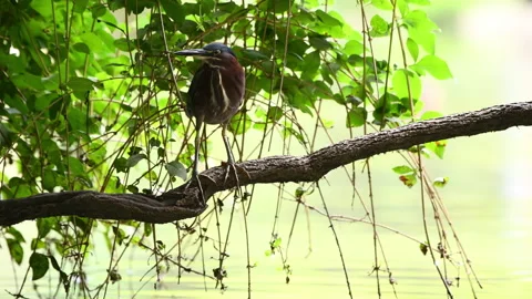 Green Heron Pond Stock Footage 143270818