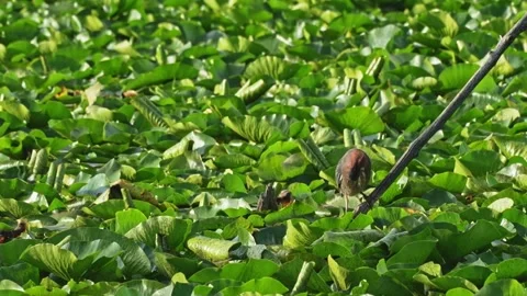 Green Heron Preening and Catching a Fish Among Lily Pads Stock Footage 343770045