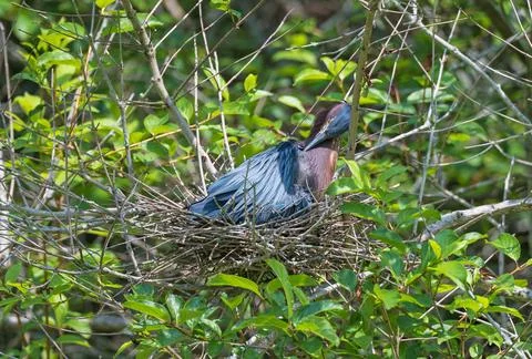 Green Heron Preening While on its Nest Stock Photos