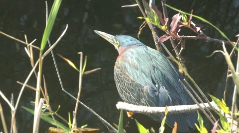 Green heron resting Video stock 6874751