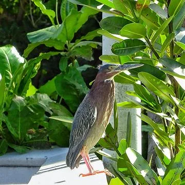 Green Heron sitting during the day Stock Photos