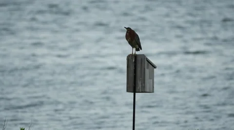 Green Heron sitting on perch in front of dusk ocean 4k Stock Footage 41617771