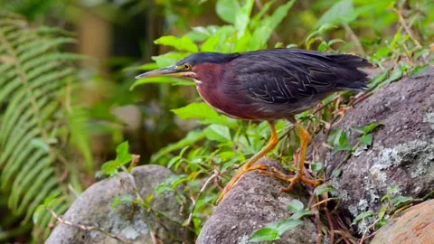 Green Heron standing by a water source in Costa Rica 스톡 동영상 297530877