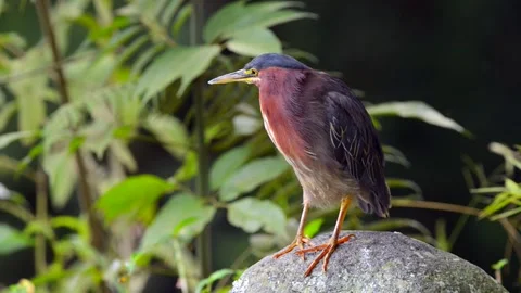 Green Heron standing by a water source in Costa Rica Stock Footage 297530890