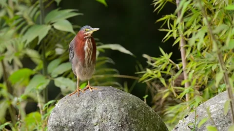 Green Heron standing by a water source in Costa Rica Stock Footage 297530900