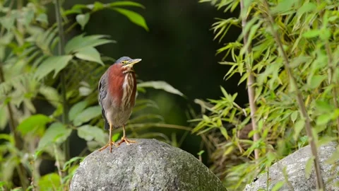 Green Heron standing by a water source in Costa Rica Stock Footage 297530906