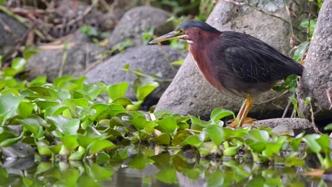 Green Heron standing by a water source in Costa Rica Видео 297530944