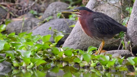 Green Heron standing by a water source in Costa Rica Stock Footage 297530945