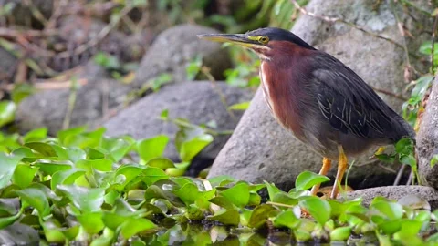 Green Heron standing by a water source in Costa Rica Vidéo 297530954