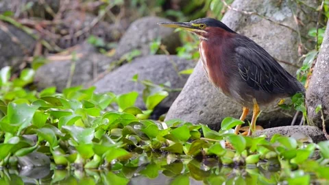 Green Heron standing by a water source in Costa Rica Stock Footage 297530958
