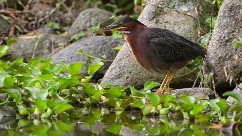 Green Heron standing by a water source in Costa Rica Stock Footage 297530970