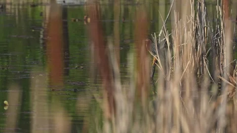 Green Heron Strike and Takeoff in Dense Wetland with Passing Goose Stock Footage 337358055