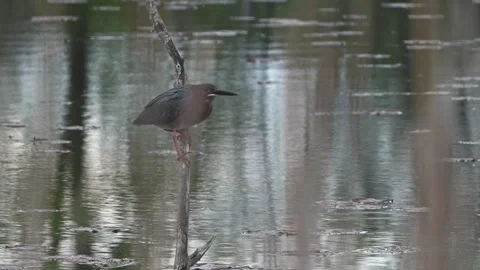 Green Heron Taking Flight from Perch in Marsh Stock Footage 337358414