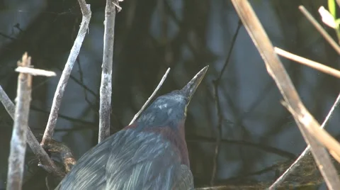 Green heron from the top 스톡 동영상 6532290
