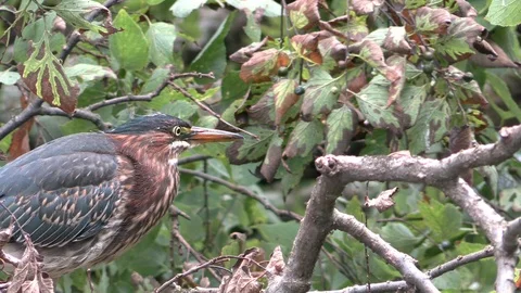 Green Heron on tree branch close up Stock Footage 114140018