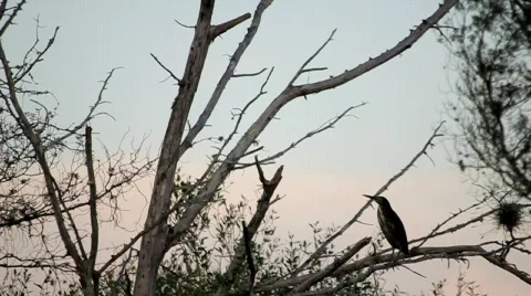 Green heron in tree Stock Footage 879191