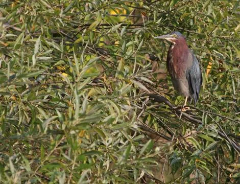 Green Heron in a Tree Stock Photos