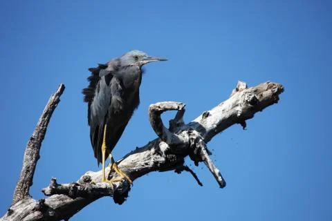 Green Heron on the trunk of a dead tree against the blue sky, Delta Okavango Stock Photos