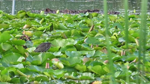 Green Heron Walking Through Lily Pads in a Wetland Stock Footage 343651664