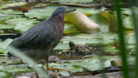 Green heron walks down log 60fps HD Видео 94743009