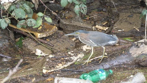 Green heron walks down a log in filthy polluted water 4K Видео 95432066