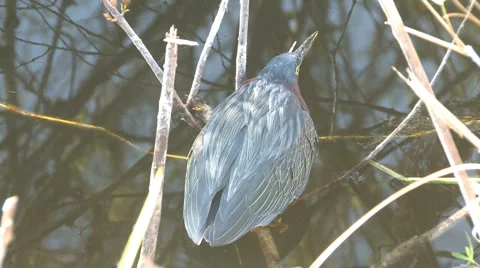 Green heron on watch Stock Footage 6532385