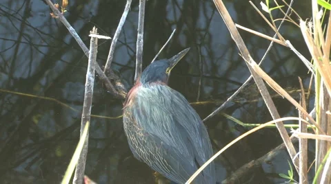 Green heron on water Video stock 6532440