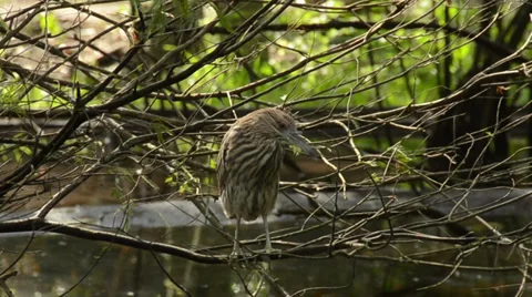 Green heron in the wild Stock Footage 34615417