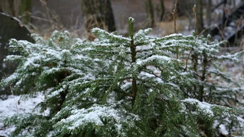 Green herringbone covered with snow Video stock 144948513