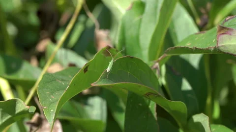 Green Heteroptera Stock Footage 219379721