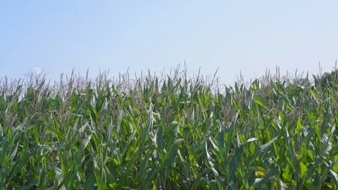 Green high corn stems growing on farm field under blue sky. Stock Footage 154765672