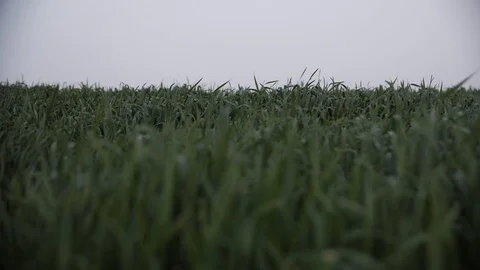 Green high grass focus Stock Footage 128014600
