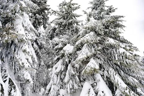 Green high spruce pine trees covered in snow in winter forest in mountains,na Stock Photos