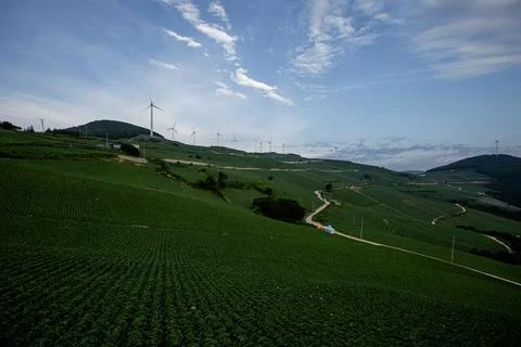 Green highland cabbage fields and wind farms Stock Photos