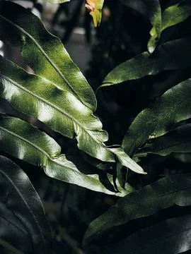 Green hijau Stock Photos