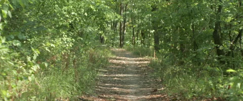 Green hiking trail between trees in the forest 5.7K scope video Stock Footage 317482287