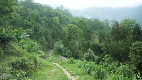 Green hiking trail surrounded by trees and mountains, in Darjeeling, India Stock Footage 238786274