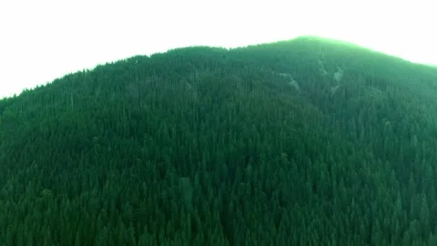 Green hill cover tree, environment view forest, green hills Stock Footage 321428356