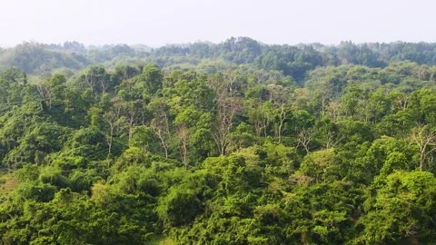 Green hill forest landscape with trees and tea plantation at Bangladesh - Stock Footage 341560939