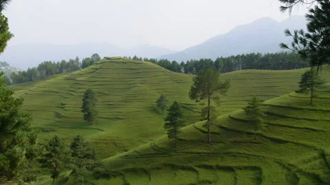 Green hill with layers, trees and grass full of greenery Stock Footage 249352094