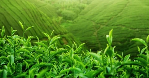 Green hill slopes with fresh tea crop pl... | Stock Video | Pond5