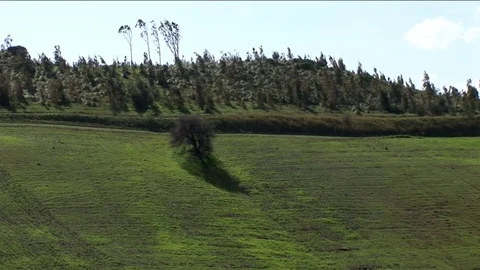 Green hill with trees in the wind Stock Footage 84789487