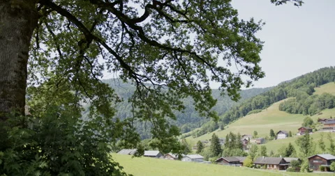 Green Hills and a Tree, Slow pan movement Video stock 245214713