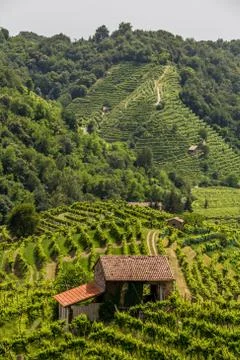 Green hills and valleys with vineyards of Prosecco wine region Stock Photos