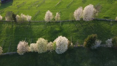 Green hills with blooming trees, in Bucovina. Spring rural landscape in Romania Stock Footage 234417455