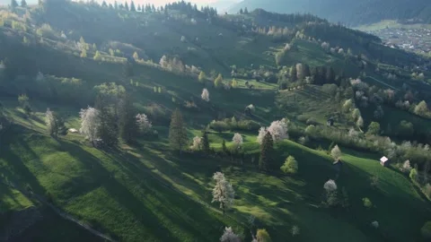 Green hills with blooming trees, in Bucovina. Spring rural landscape in Romania Stock Footage 234417543