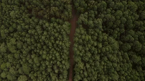 Green hills filled with forest. Forest on the tops of the mountains Stock Footage 133069766